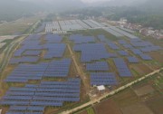 光伏板下種油茶 協(xié)鑫集成承建扶貧電站實(shí)現(xiàn)村集體“雙增雙收”